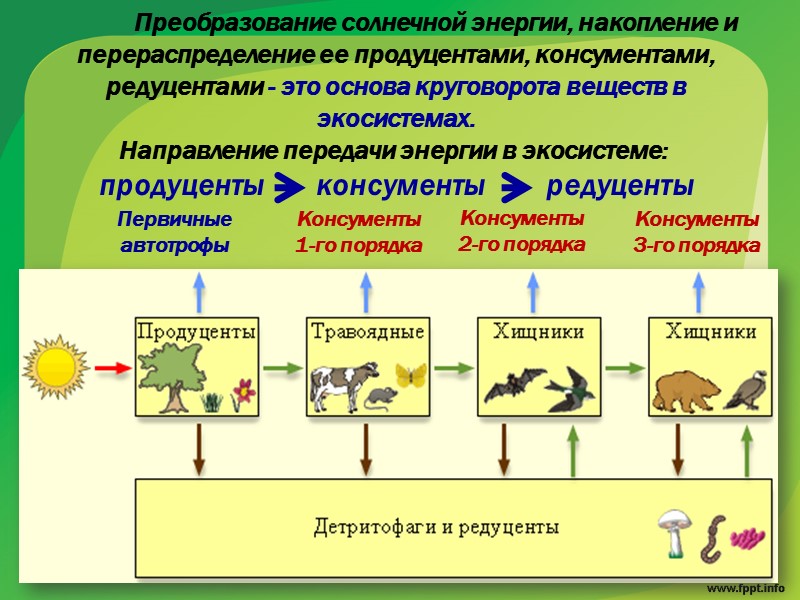 Трофическая  структура экосистемы  Это соотношение групп видов, занимающих определенные экологические ниши и