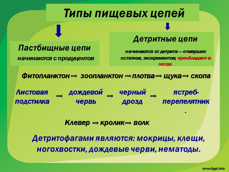 гетеротрофы, потребители органического вещества: фитофаги, зоофаги, некрофаги, не способные разлагать органические вещества. К консументам