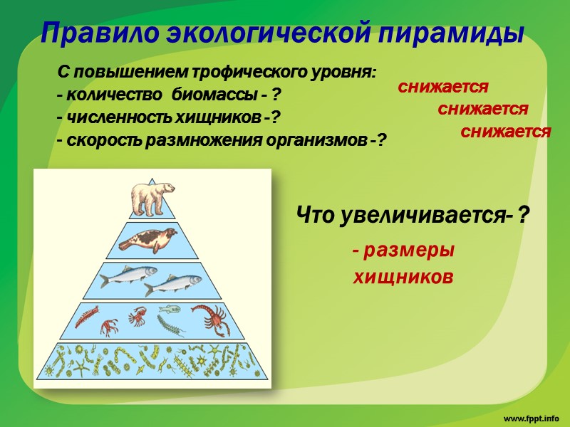 гетеротрофы,  разлагающие органические вещества.  Редуценты перерабатывают мертвое органическое вещество (детрит) до минеральных