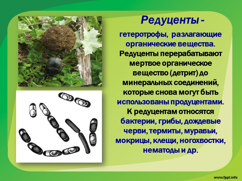 ЯрусностЬ - закономерное распределение  видов в пространстве.  Первичная продукция- продукция растений Биомасса-