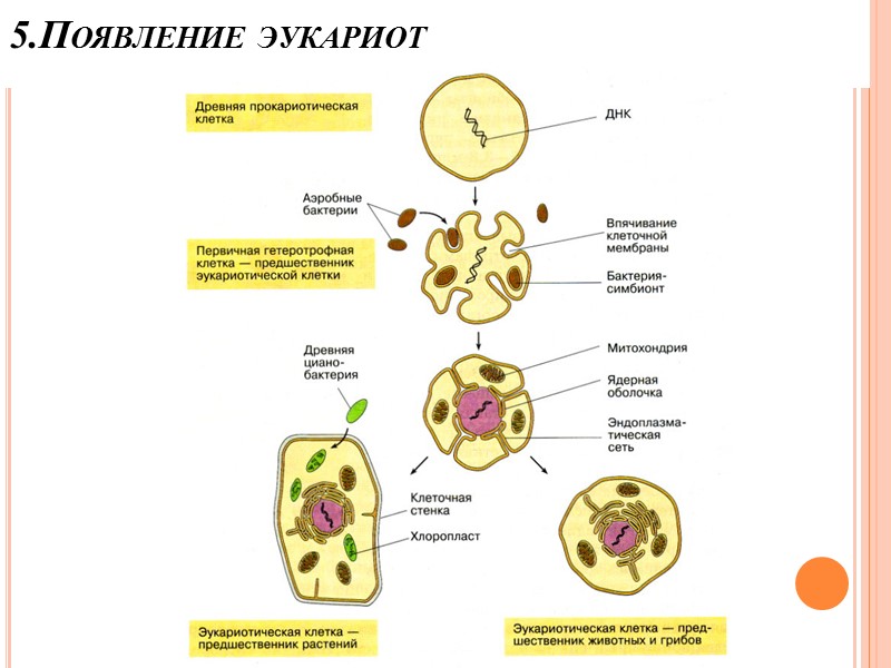 Начальные этапы биологической эволюции: Прокариоты – анаэробные гетеротрофы, питались веществами первичного бульона