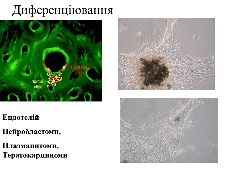 перша і основна риса – це набуття або ж повернення до так званого “безсмертя”;