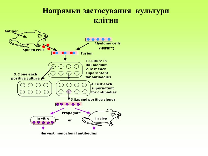 В результаті такого дослідження в модельній системі співкультивування вдалось зафіксувати: Пухлинні клітини, які in