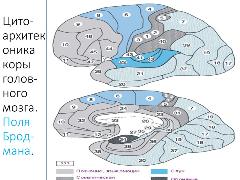 Кора головного мозга. Кора головного мозга представляет собой тонкий слой нервной ткани, образующей множество
