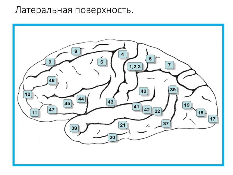 Цитоархитектонические поля Бродмана: -Отделы коры больших полушарий головного мозга,отличающиеся по своей цитоархитектонике(строению и взаимному