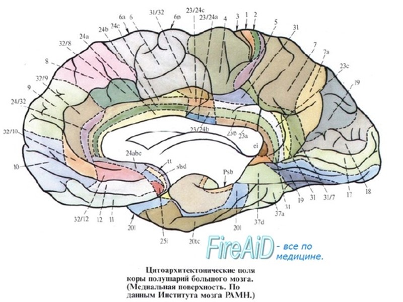 Функциональные блоки мозга. Первый функциональный блок мозга- глубокие структуры, отвечающие за активационные процессы, оформляются