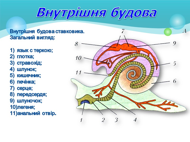 Мета уроку: Вивчення характерних особливостей черевоногих молюсків, їх різноманіття, значення в природі та житті