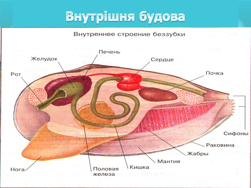 Тропические моллюски конус и теребра имеют ядовитые железы, их яд близок к яду кураре.