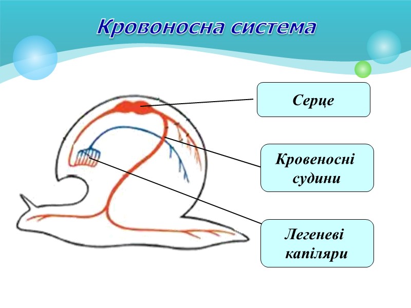 Середовище існування молюсків: Морскі молюски Каурі Конус Морский янгол