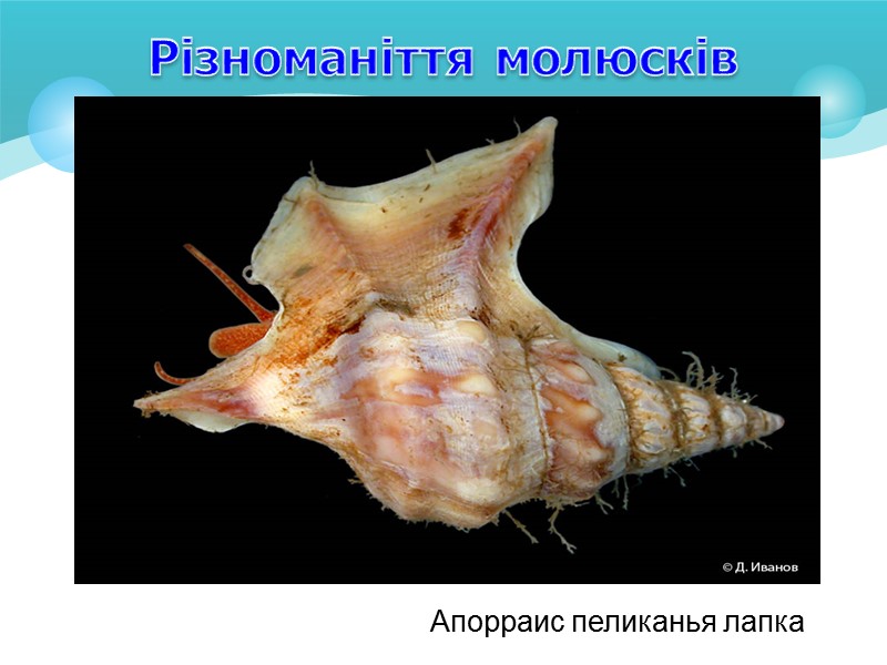 Особливості класу Черевоногі Це найбільший клас молюсків – нараховує 90 тисяч видів. Більша їх