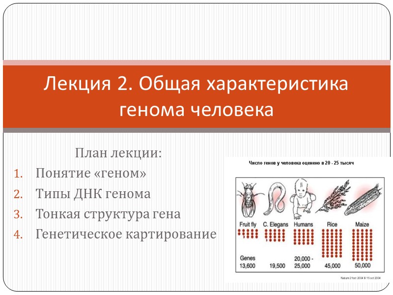 План лекции: Понятие «геном» Типы ДНК генома Тонкая структура гена Генетическое картирование Лекция 2.