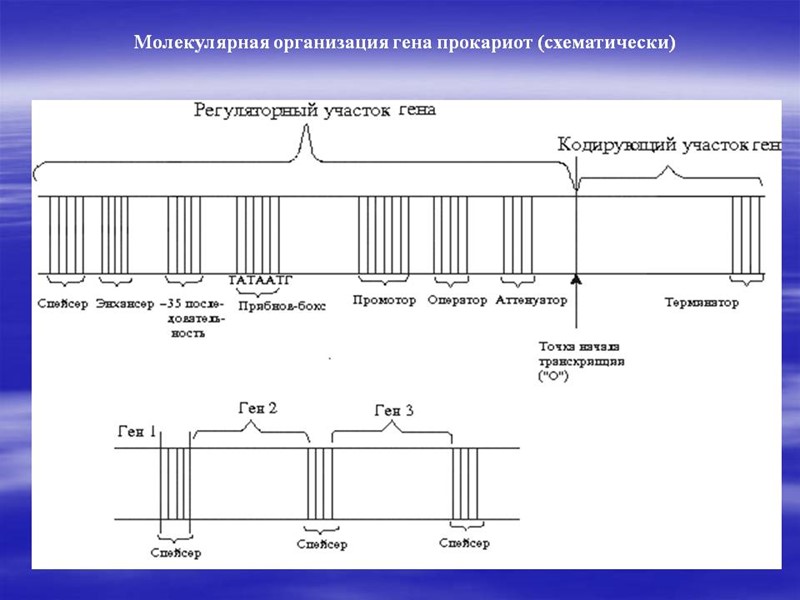 Особенности митохондриального генома 1) мтДНК наследуется по материнскому типу (доля отцовских митохондрий в зиготе