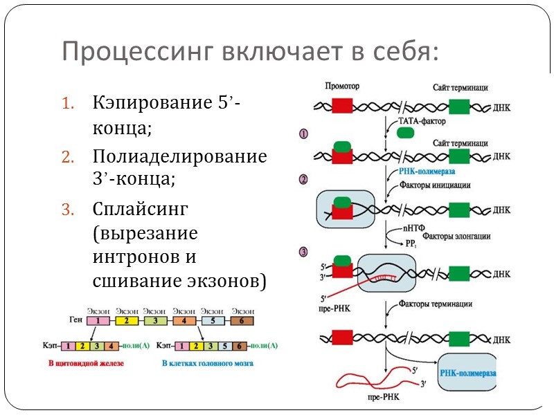 ТАТА-бокс TATA-бокс (бокс Хогнесса, TATA-box): у эукариот последовательность ДНК, богатая А – Т парами