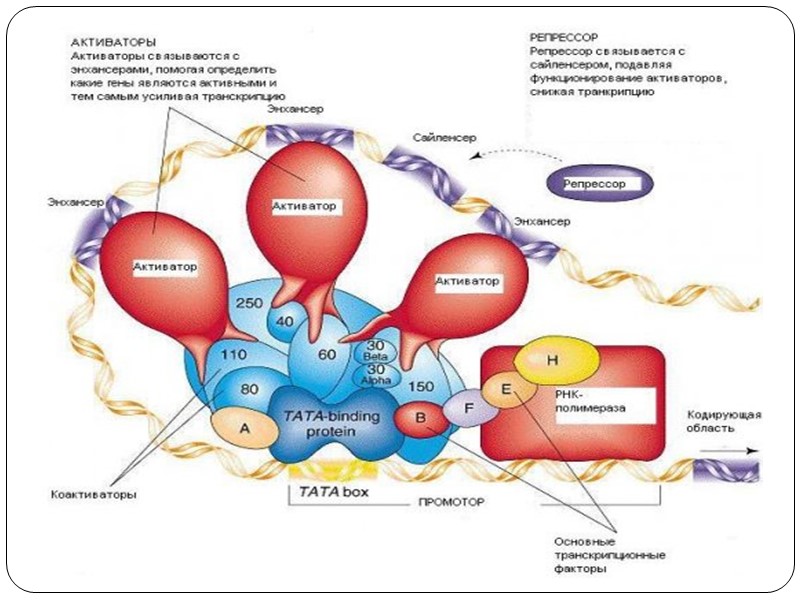 Виды регуляторных последовательностей Образование комплекса транскрипции и его активность в свою очередь контролируют ещё