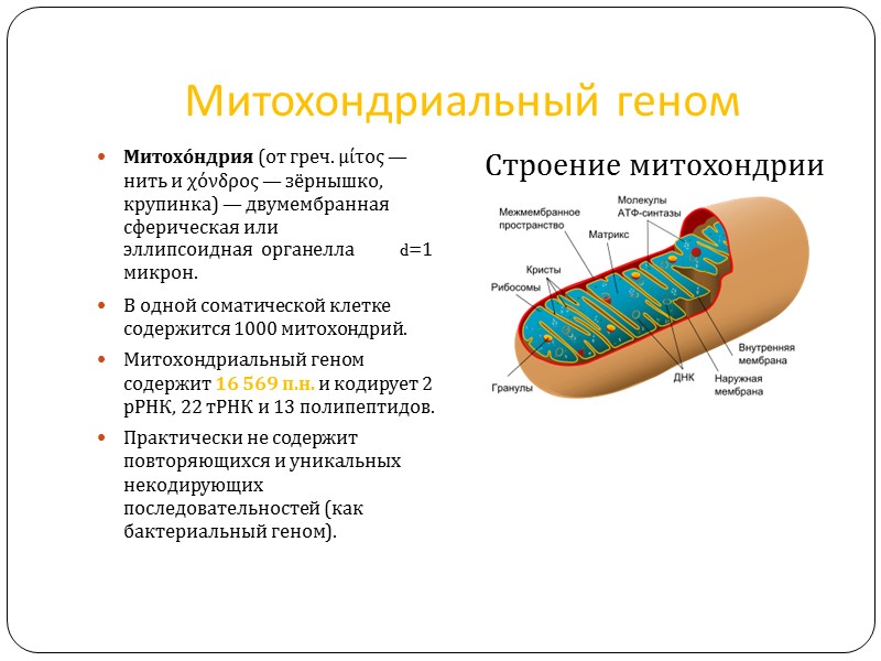 Сателлитная ДНК (10%) выполняет структурную роль, способствуют повышенной спирализации ДНК (гетерохроматин)