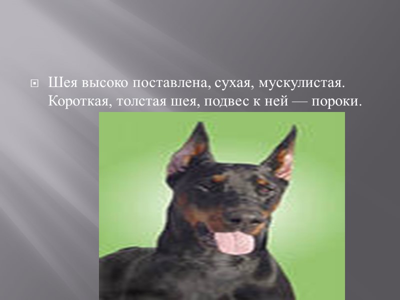Описание породы  Доберман — собака среднего и выше среднего роста (рост кобеля в