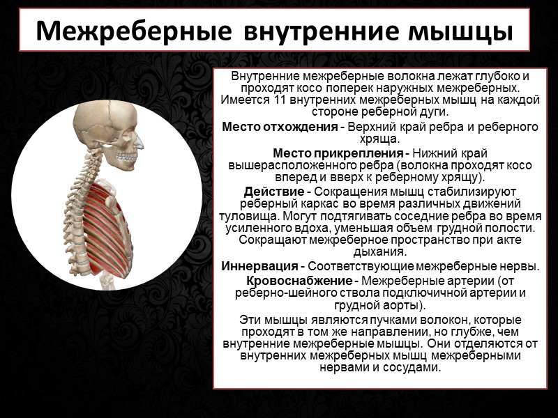 Лекция №8  Мышцы человека  Миология  Мышцы головы и шеи