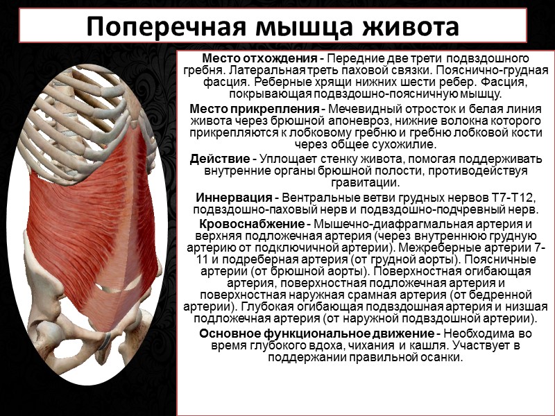 Мышцы головы  Надчерепная мышца (затылочно-лобная) является фактически двумя мышцами (затылочной и лобной), объединенными