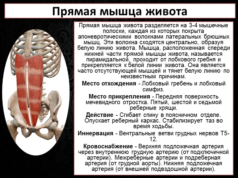 Латинское название: occiput - задняя часть черепа (затылок). Надчерепная (затылочно-лобная) мышца является фактически двумя