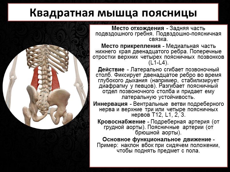 Мышцы век   Круговая мышца глаза Эта сложная и очень важная мышца состоит