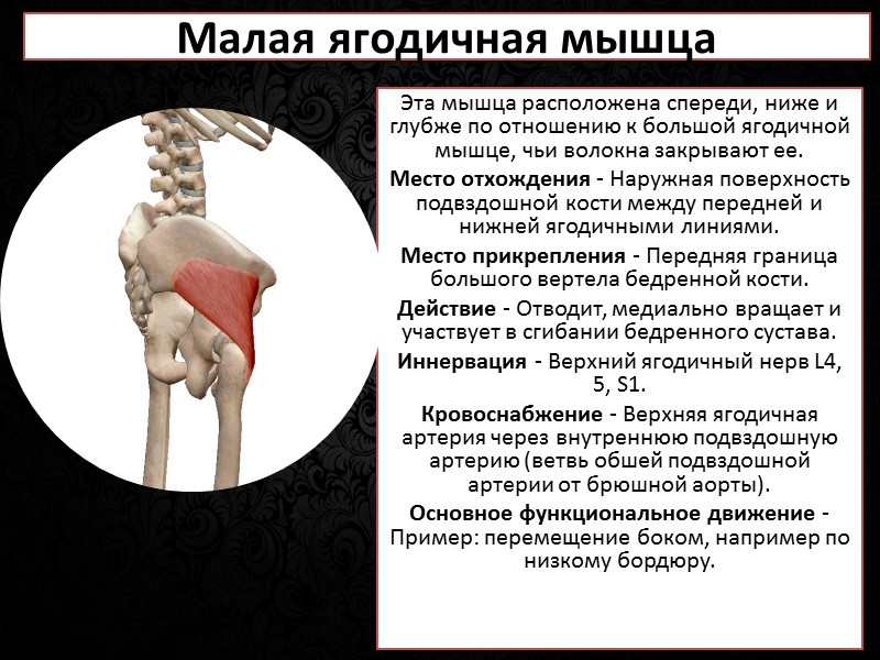 Мышца, поднимающая верхнюю губу