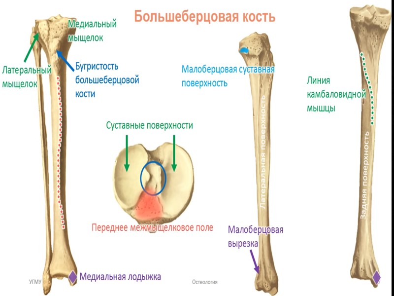 Суставные мыщелки. Бугор большеберцовой кости анатомия. Проксимальный эпифиз большеберцовой кости. Большеберцовая кость и малоберцовая кость. Мыщелки большеберцовой кости анатомия.