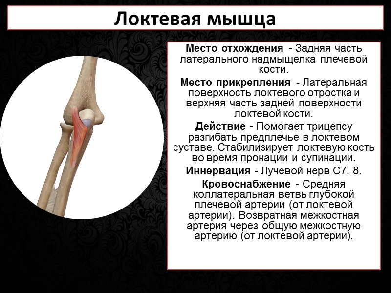 Длинная мышца головы Длинная мышца головы располагается спереди верхних косых волокон длинной мышцы шеи.