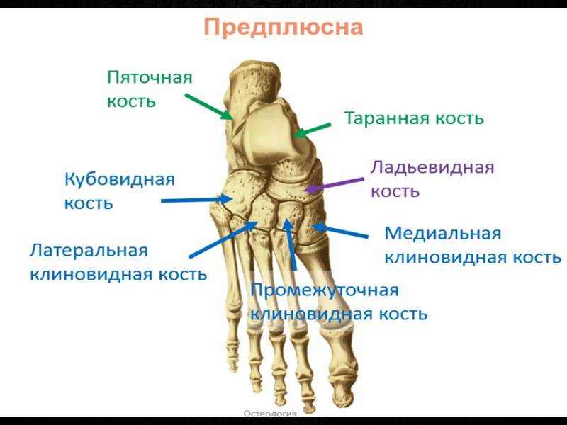 Таранная кость где находится фото