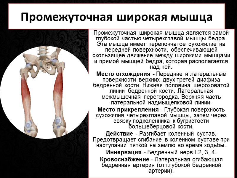 Подреберные мышцы  Располагающиеся глубже нижней внутренней межреберной мышцы, подреберные волокна проходят в тех