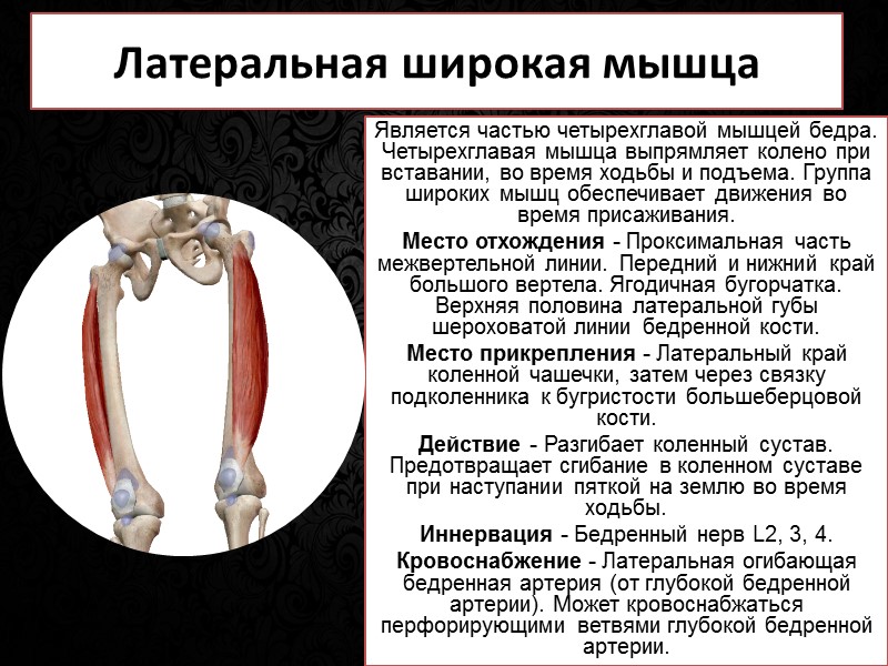 Мышцы, поднимающие ребра  Небольшие, относительно незначащие мышцы. Место отхождения - Поперечные отростки с