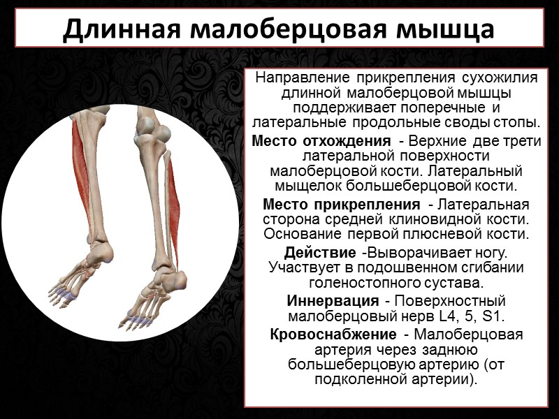 Квадратная мышца поясницы  Место отхождения - Задняя часть подвздошного гребня. Подвздошно-поясничная связка. Место