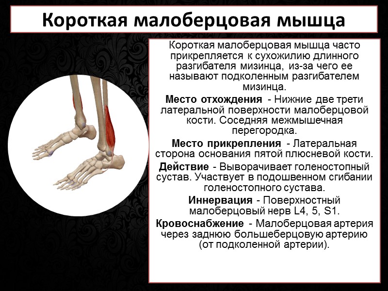 Большая поясничная мышца  Большая поясничная мышца и подвздошная мышца считаются частью задней брюшной