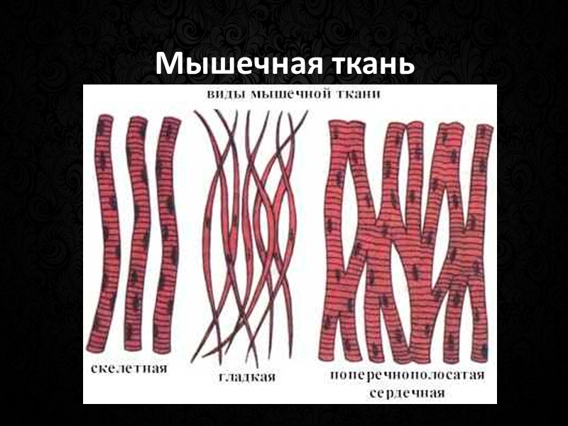 Локтевой разгибатель запястья  Входит в состав поверхностной группы вместе с плечелучевой мышцей, длинным