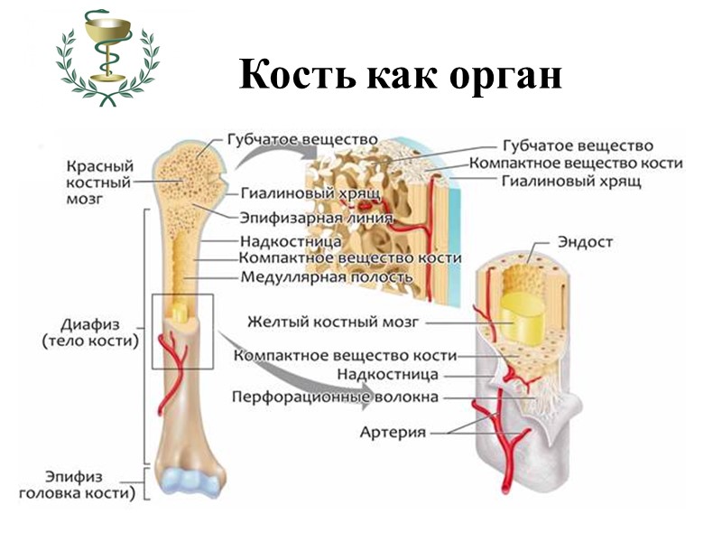 Задняя большеберцовая мышца  Задняя большеберцовая мышца является самой глубокой мышцей задней группы голени.