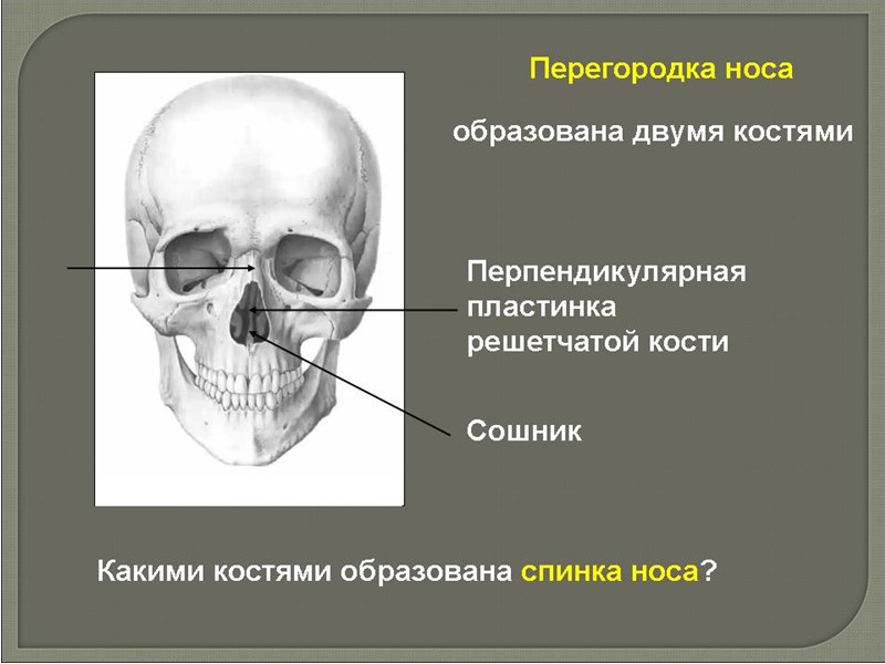 Плазма циркулирующей крови обеспечивает постоянство объема внутрисосудистой жидкости и кислотно-щелочного равновесия. Она также переносит