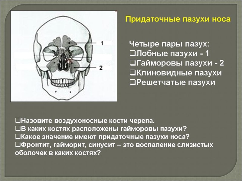 Эритроциты составляют основную массу крови. Они определяют красный цвет крови. Специализированные клетки, осуществляющие перенос