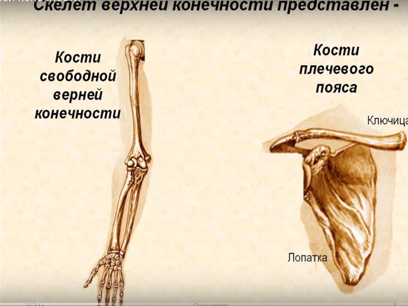 Скелет пояса свободной верхней конечности. Плечевой пояс и скелет верхних конечностей. Кость скелета свободной верхней конечности. Верхняя конечность скелет 9 класс. Скелет свободной верхней конечности рисунок.