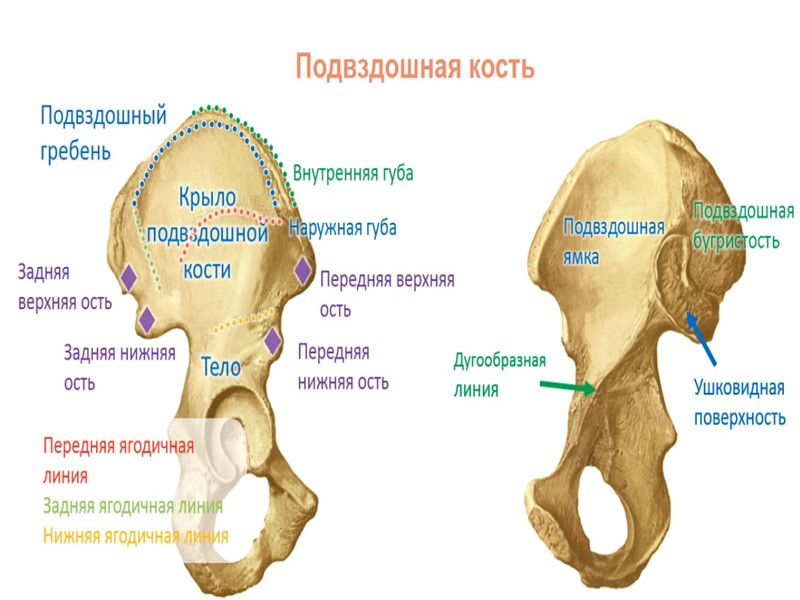 Большая подвздошная кость. Подвздошная кость анатомия человека строение. Передний верхний гребень подвздошной кости. Подвздошная кость передняя верхняя ость. Гребень подвздошная кость анатомия.