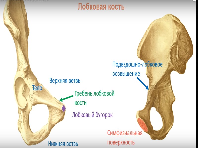 1 подвздошная кость. Седалищная кость кость анатомия. Подвздошная кость анатомия. Подвздошная кость гребень кости. Лонная кость строение анатомия.