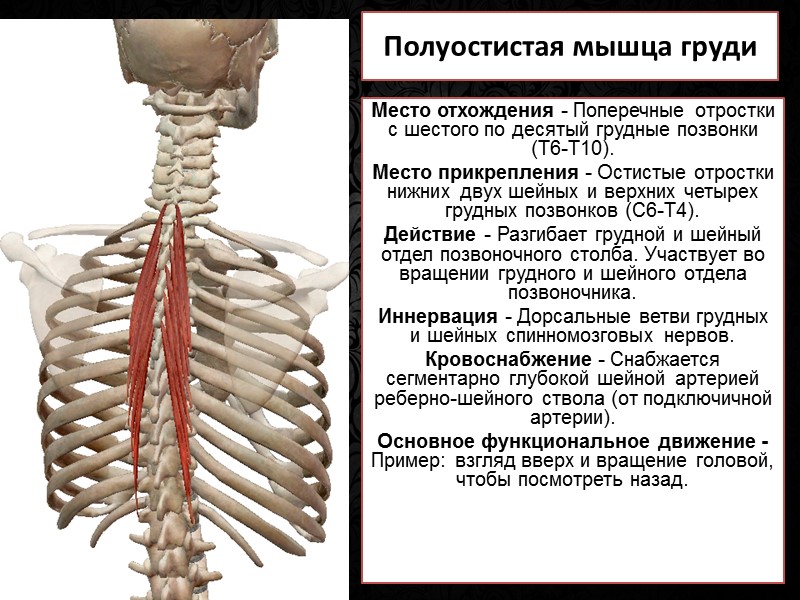 Лекция № 6 Скелет верхней конечности