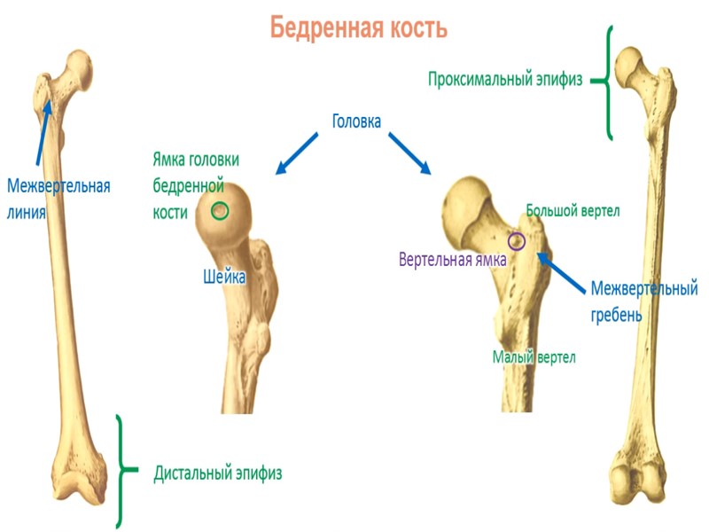 ЧТО ПРОИСХОДИТ ПРИ МРТ  атомы водорода в организме выстраиваются по направлению магнитного поля.