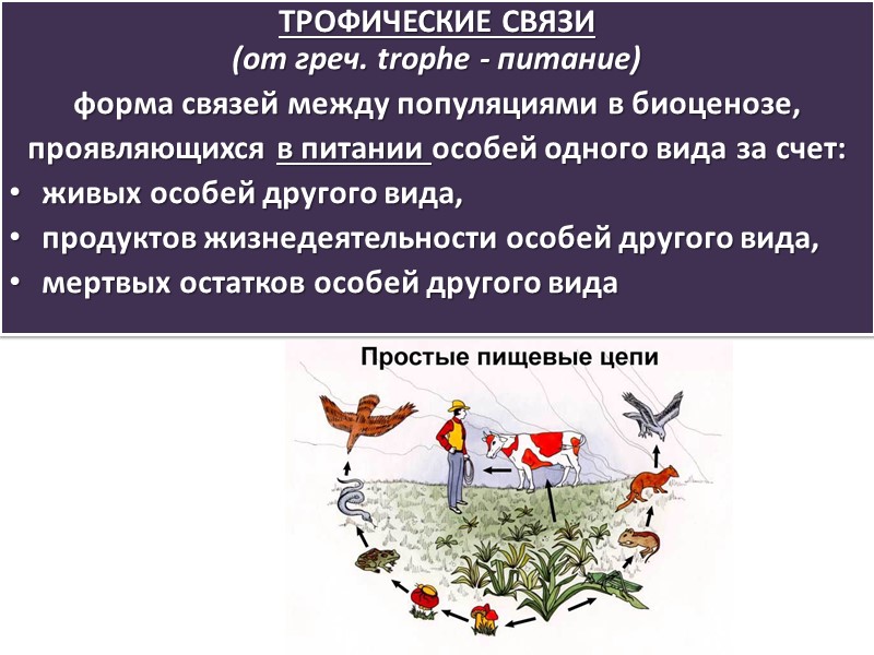 Антибиоз Антибиоз – невозможность существования одного вида (-) в присутствии другого (0) из-за резкого