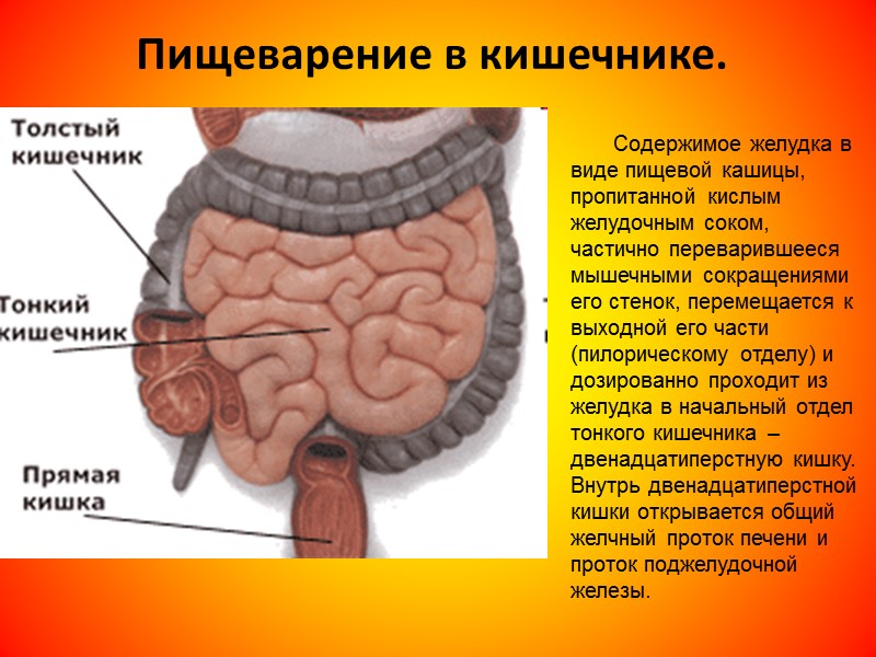 Особенности пищеварения в желудке.  Расположен желудок в брюшной полости асимметрично: большая его часть