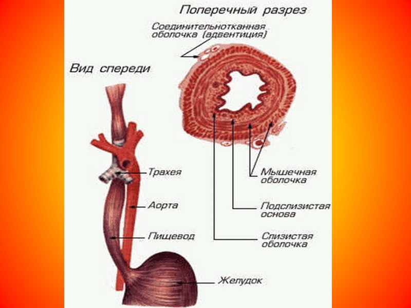 Содержимое желудка. Оболочки пищевода анатомия. Строение стенки пищевода. Пищевод в разрезе. Мышечная стенка пищевода.