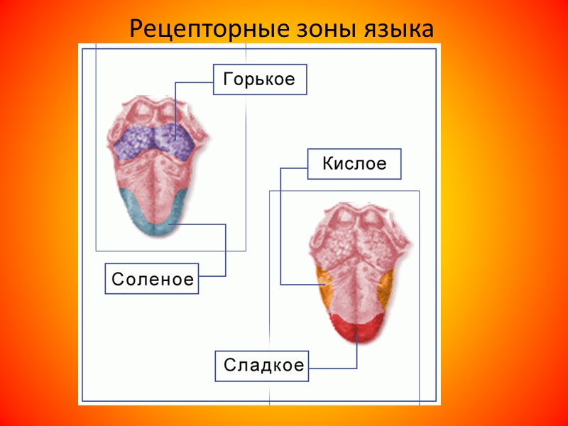 Язык участвует. Рецепторные зоны языка. Сладкое на языке зона. Зоны языка (кислое, соленое, сладкое. Вкусовые зоны языка человека.