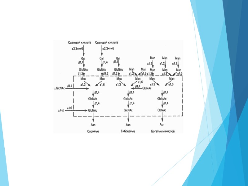 Белок S-100 Характерно высокое содержание кислых аминокислот – около 36% приходится на остатки глутаминовой
