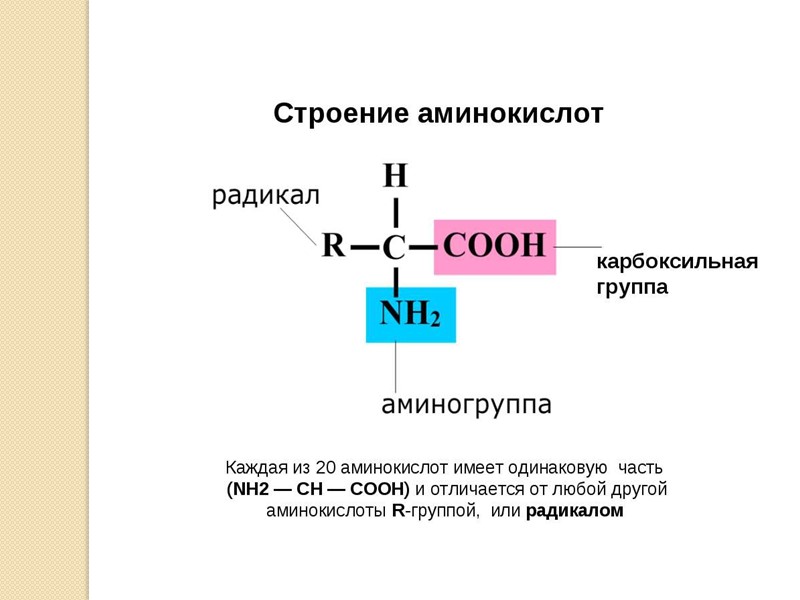 Аминокислоты аминогруппа карбоксильная группа. Строение аминокислот биология. Строение аминокислот. Строение всех аминокислот. Строение аминогруппы.