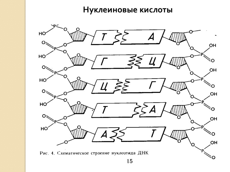 Нуклеиновые кислоты 10 класс биология. Классификация нуклеиновых кислот схема. Нуклеиновые кислоты схема. Классификация нуклеиновых кислот биология. Нклинлве кислоты схема.