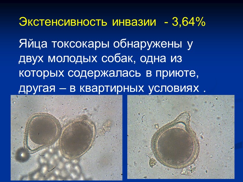 Следы миграции личинок токсокар под кожей У зараженных людей наблюдаются высыпания на коже, симптомы