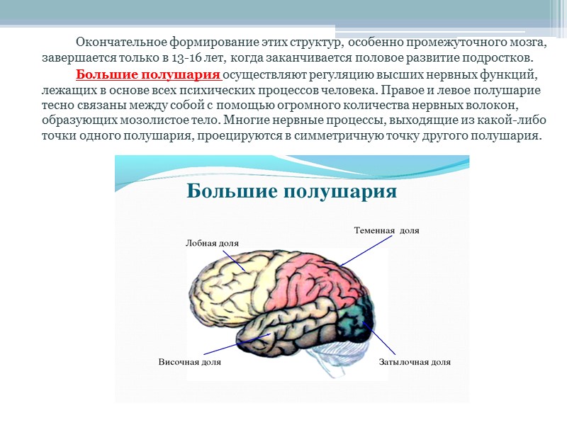 Рефлекторная функция спинного мозга начинается ещё в эмбриональном периоде, что связано с морфологическим развитием